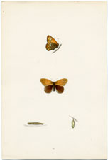 Antique Butterfly Moth print by Morris