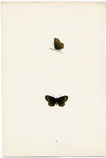 Antique Butterfly Moth print by Morris