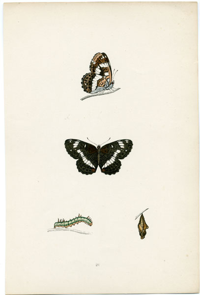 Antique prints of British Butterflies from 1876 by the Reverend F.O. Morris