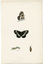 Antique Butterfly Moth print by Morris