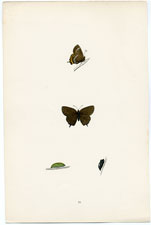 Antique Butterfly Moth print by Morris