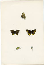 Antique Butterfly Moth print by Morris