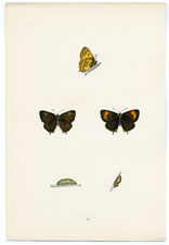 Antique Butterfly Moth print by Morris