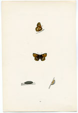 Antique Butterfly Moth print by Morris