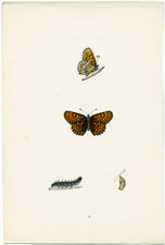 Antique Butterfly Moth print by Morris