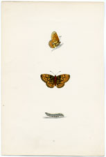 Antique Butterfly Moth print by Morris