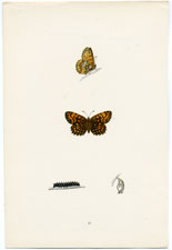 Antique Butterfly Moth print by Morris