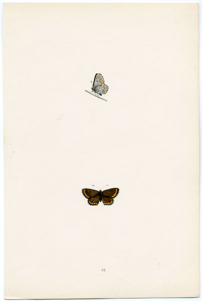 Antique prints of British Butterflies from 1876 by the Reverend F.O. Morris