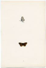 Antique Butterfly Moth print by Morris