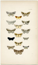 Morris British Moths 1872