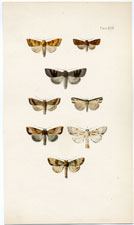 Morris British Moths 1872