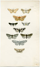 Morris British Moths 1872