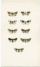 Morris British Moths 1872