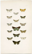 Morris British Moths 1872