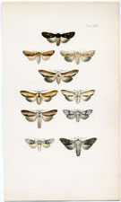 Morris British Moths 1872
