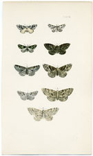 Morris British Moths 1872