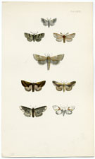 Antique Butterfly Moth print by Morris