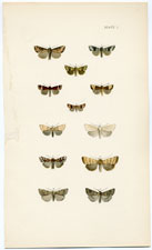 Antique Butterfly Moth print by Morris