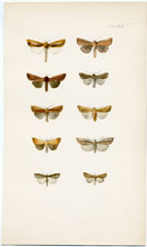 Antique Butterfly Moth print by Morris