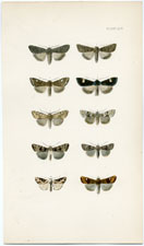 Antique Butterfly Moth print by Morris