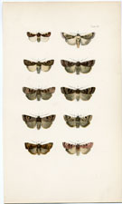 Antique Butterfly Moth print by Morris