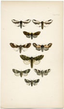 Antique Butterfly Moth print by Morris