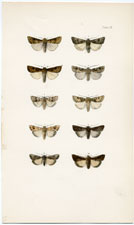 Antique Butterfly Moth print by Morris