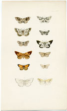 Morris British Moths 1872