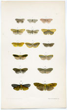 Morris British Moths 1872