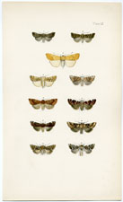 Antique Butterfly Moth print by Morris