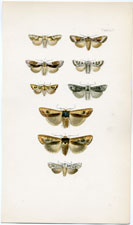 Morris British Moths 1872