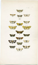 Morris British Moths 1872