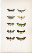 Morris British Moths 1872