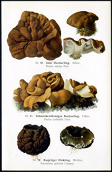 Antique mushroom print