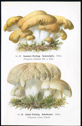 Antique mushroom print