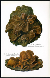 Antique mushroom print