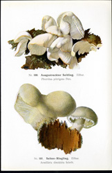 Antique mushroom print