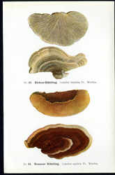 Antique mushroom print