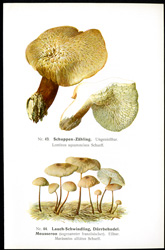 Antique mushroom print