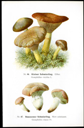 Antique mushroom print