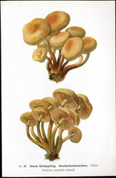 Antique mushroom print