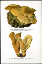 Antique mushroom print