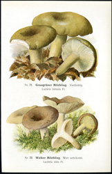 Antique mushroom print