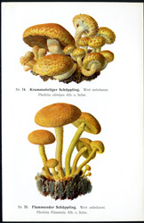 Antique mushroom print