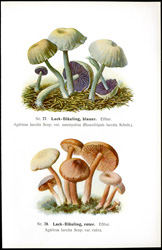 Antique mushroom print