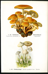 Antique mushroom print