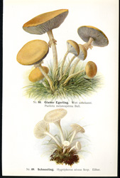 Antique mushroom print