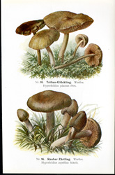 Antique mushroom print
