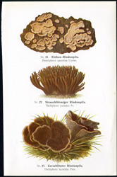 Antique mushroom print