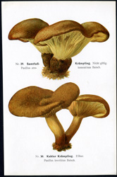 Antique mushroom print